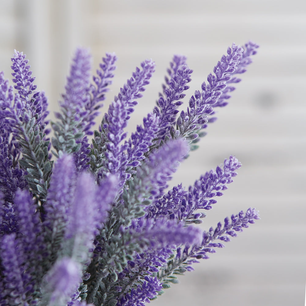 Lavender Bush Box of Two