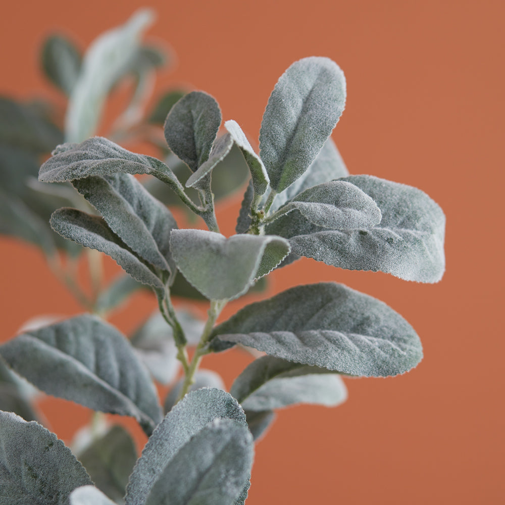 Lambs Ear Stem Box of Four