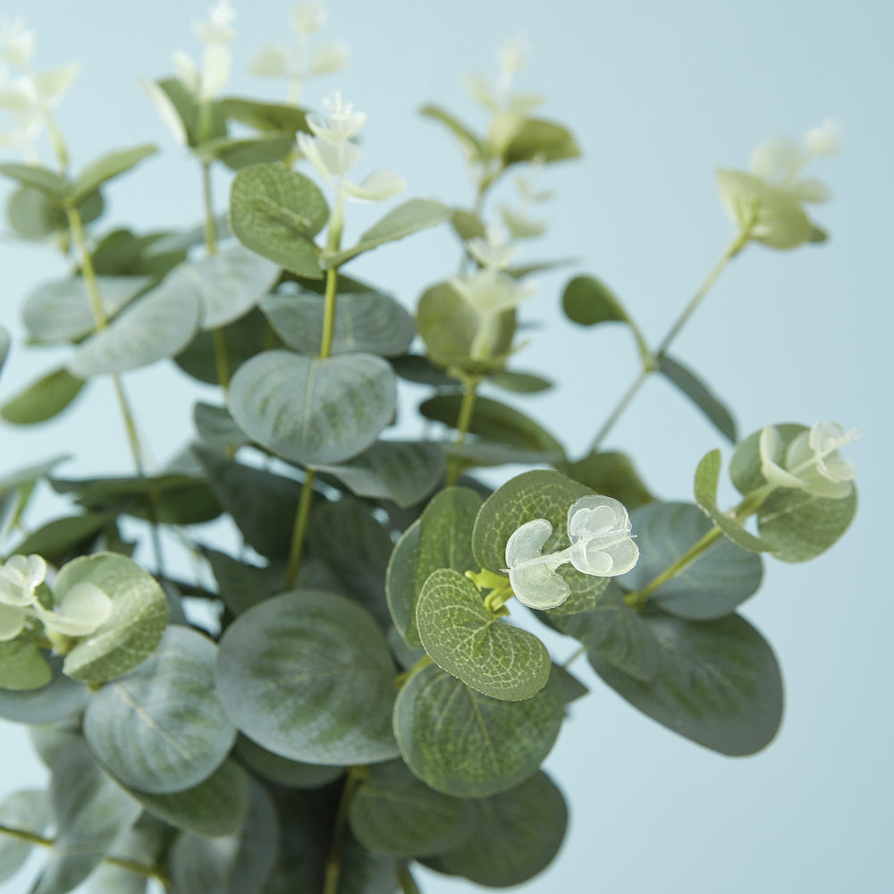 Eucalyptus Bush Box of Two